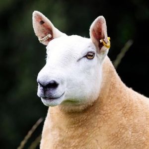 Sheep Breeding Tags