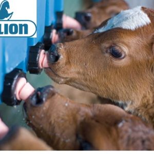 Stallion Feeders