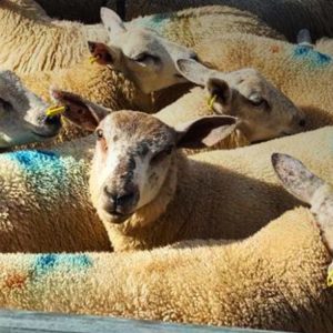Sheep Slaughter Tags