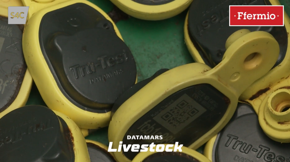 Tru-Test Active Tags used for beef heat detection